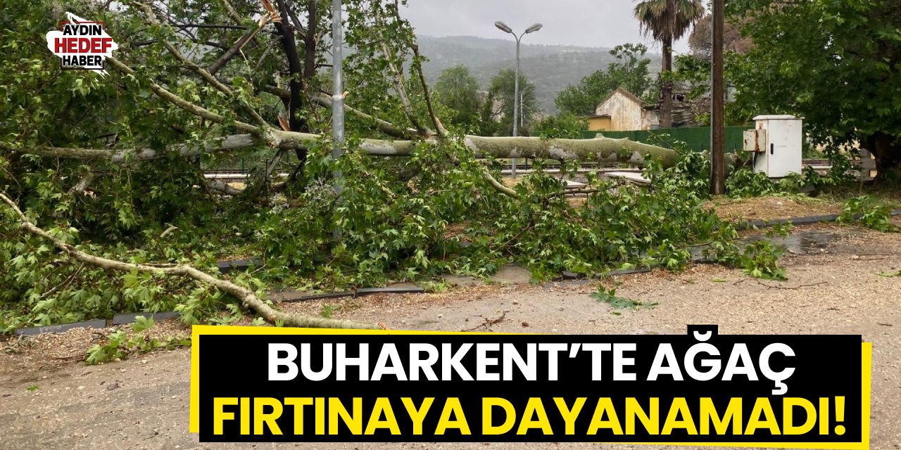 Buharkent'te ağaç fırtınaya dayanamadı!