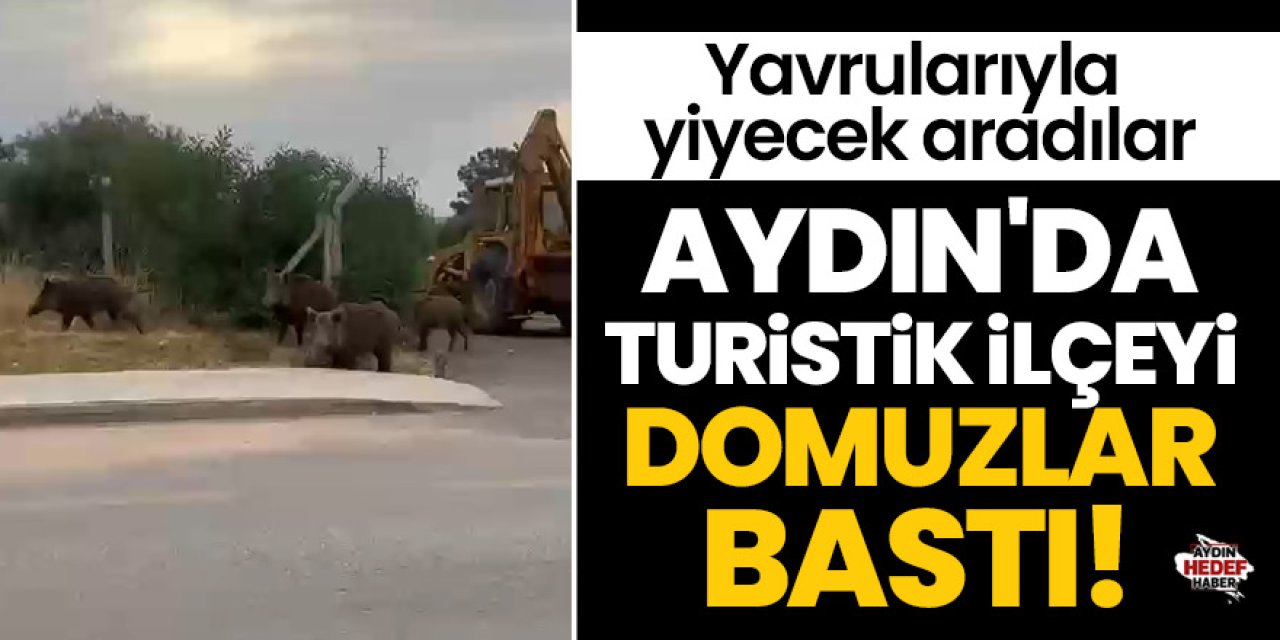 Aydın'da turistik ilçeyi domuzlar bastı!