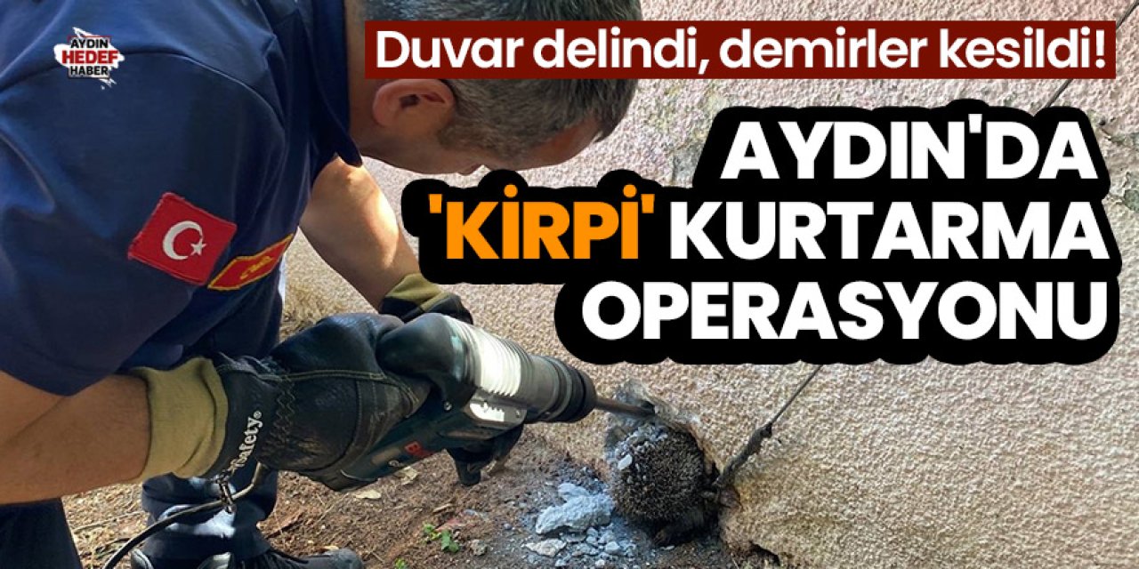 Aydın'da 'kirpi' kurtarma operasyonu