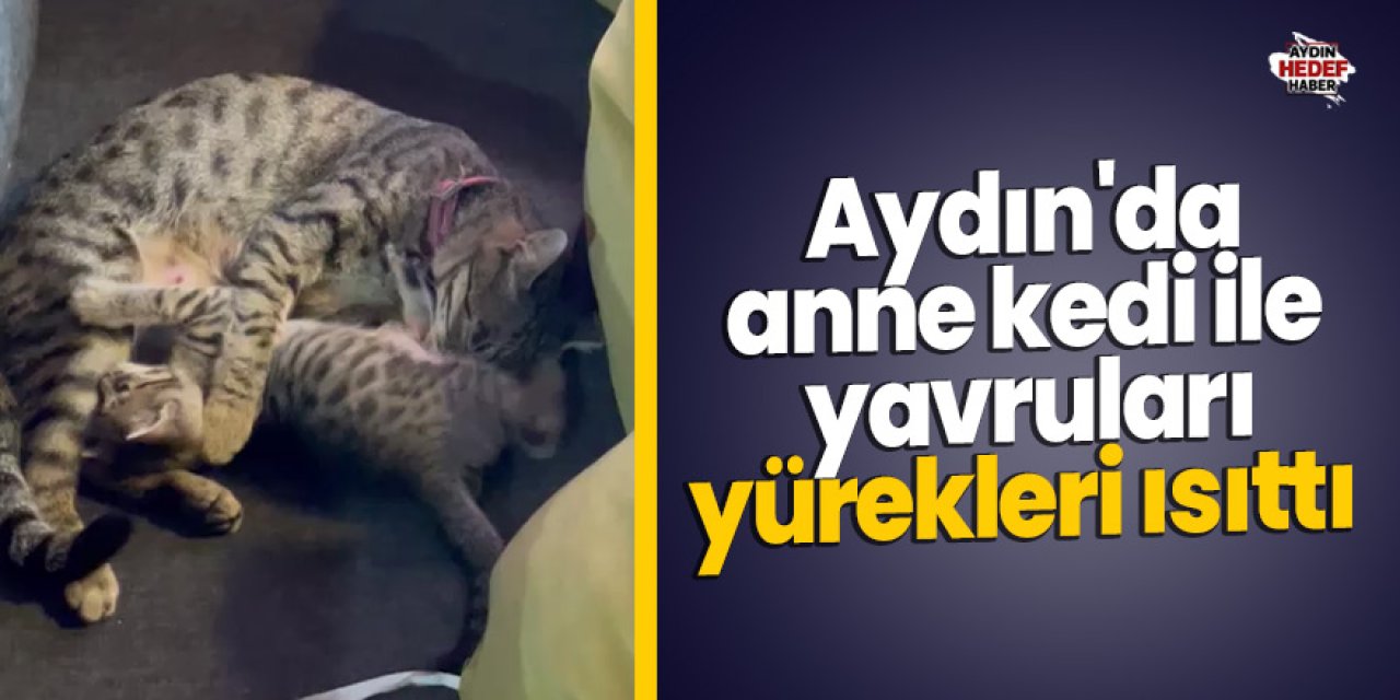 Aydın'da anne kedi ile yavruları yürekleri ısıttı