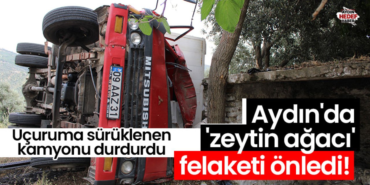 Aydın'da 'zeytin ağacı' felaketi önledi!